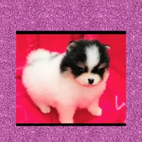 AKC TRIBECCA PARTI , a female Pomeranian for sale in Kingman, AZ – 2 of 5