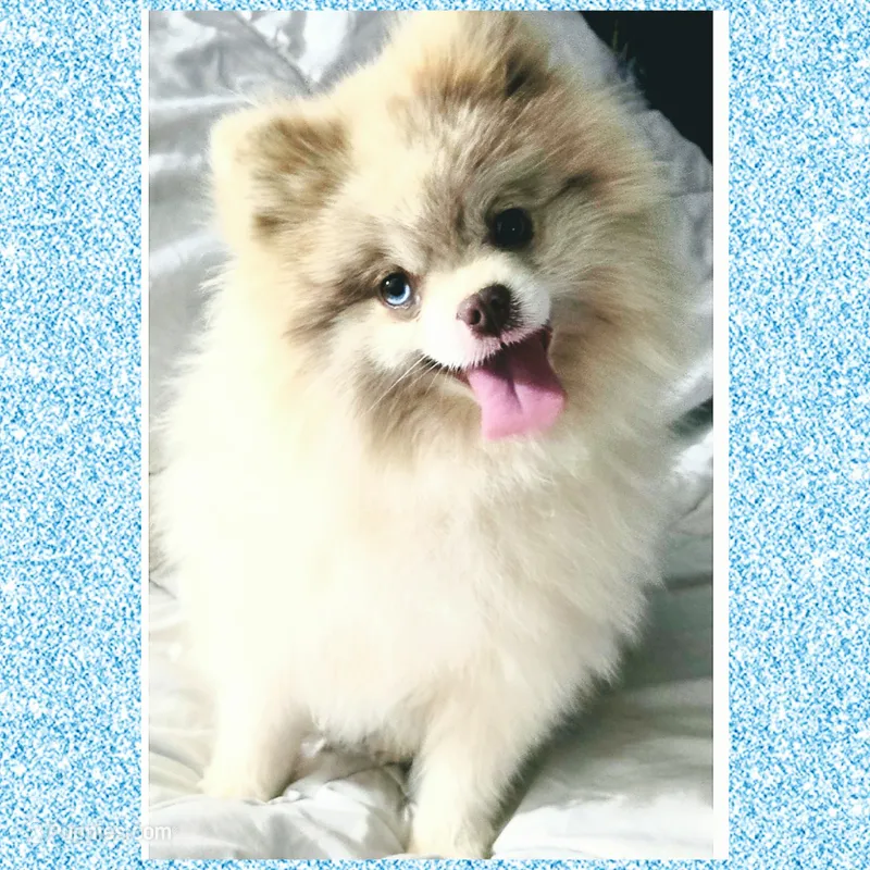 AKC MERLE PARTI  – Pomeranian puppy for sale in Kingman, AZ