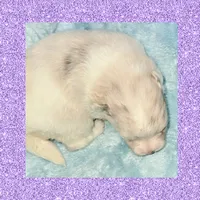 AKC MERLE PARTI , a female Pomeranian for sale in Kingman, AZ – 2 of 2