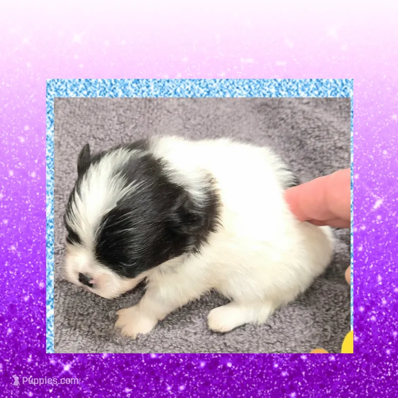 AKC MAZEY – Pomeranian puppy for sale in Kingman, AZ