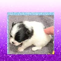 AKC MAZEY, a female Pomeranian for sale in Kingman, AZ – 1 of 1