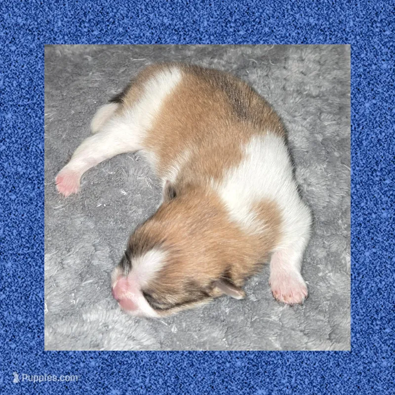 AKC ORANGE SABLE PARTI  – Pomeranian puppy for sale in Kingman, AZ