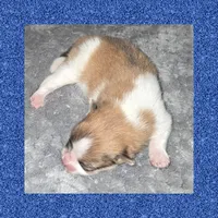 AKC ORANGE SABLE PARTI , a male Pomeranian for sale in Kingman, AZ – 1 of 1