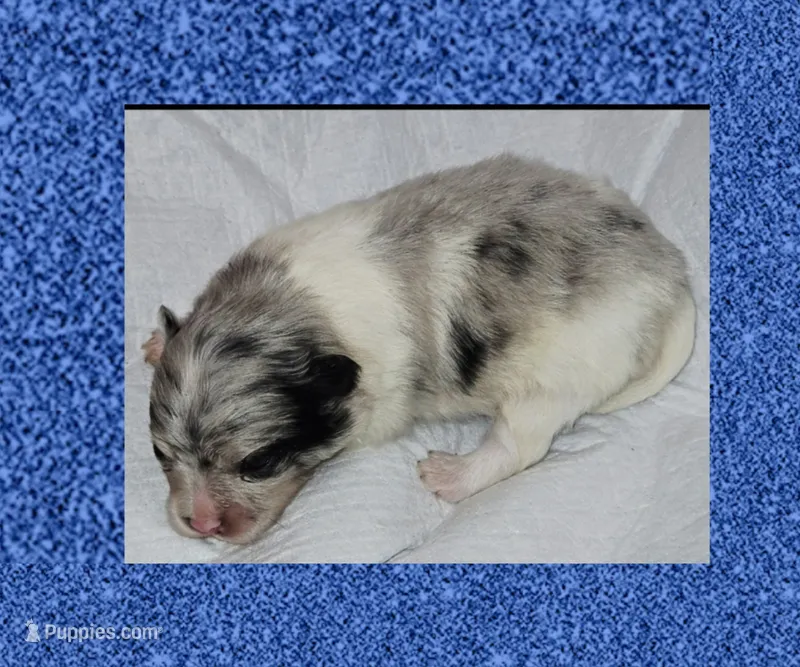 AKC MERLE PARTI  – Pomeranian puppy for sale in Kingman, AZ