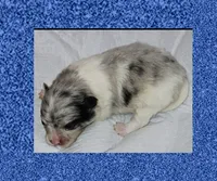 AKC MERLE PARTI , a male Pomeranian for sale in Kingman, AZ – 1 of 2