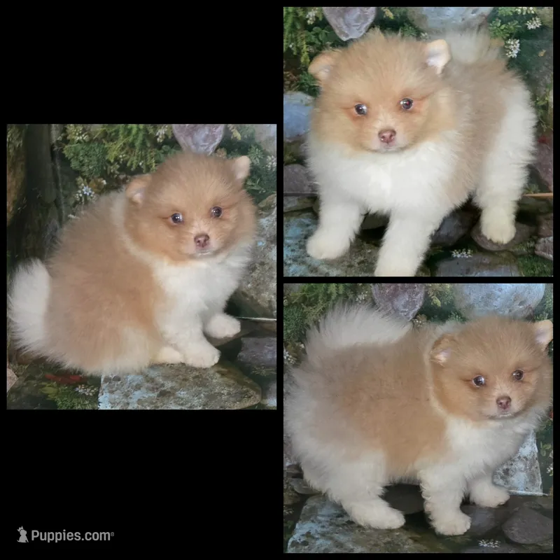 AKC HURLEY BEAVER PARTI , a male Pomeranian for sale in Kingman, AZ – 1 of 5