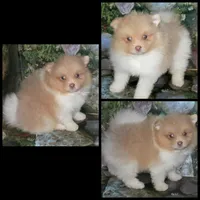 AKC HURLEY BEAVER PARTI , a male Pomeranian for sale in Kingman, AZ – 1 of 5