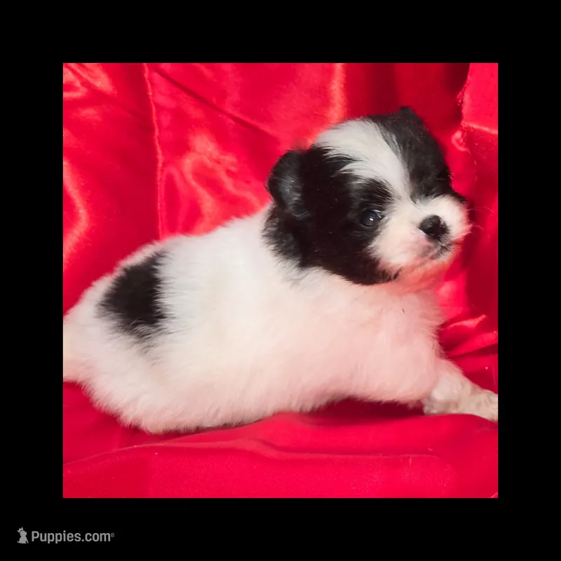 AKC TINY MAZEY – Pomeranian puppy for sale in Kingman, AZ