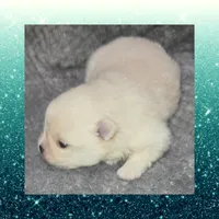 AKC CREAM, a male Pomeranian for sale in Kingman, AZ – 1 of 4