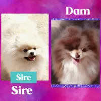 AKC TIGER MERLE, a male Pomeranian for sale in Kingman, AZ – Photo 2 of 2