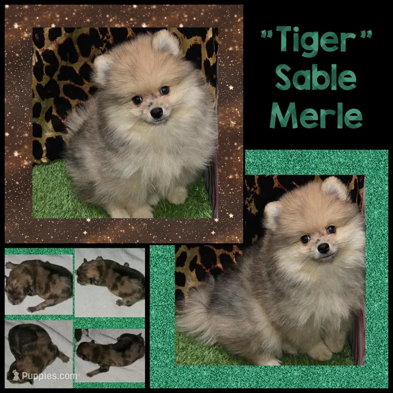 AKC TIGER MERLE