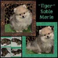 AKC TIGER MERLE, a male Pomeranian for sale in Kingman, AZ – Photo 1 of 2