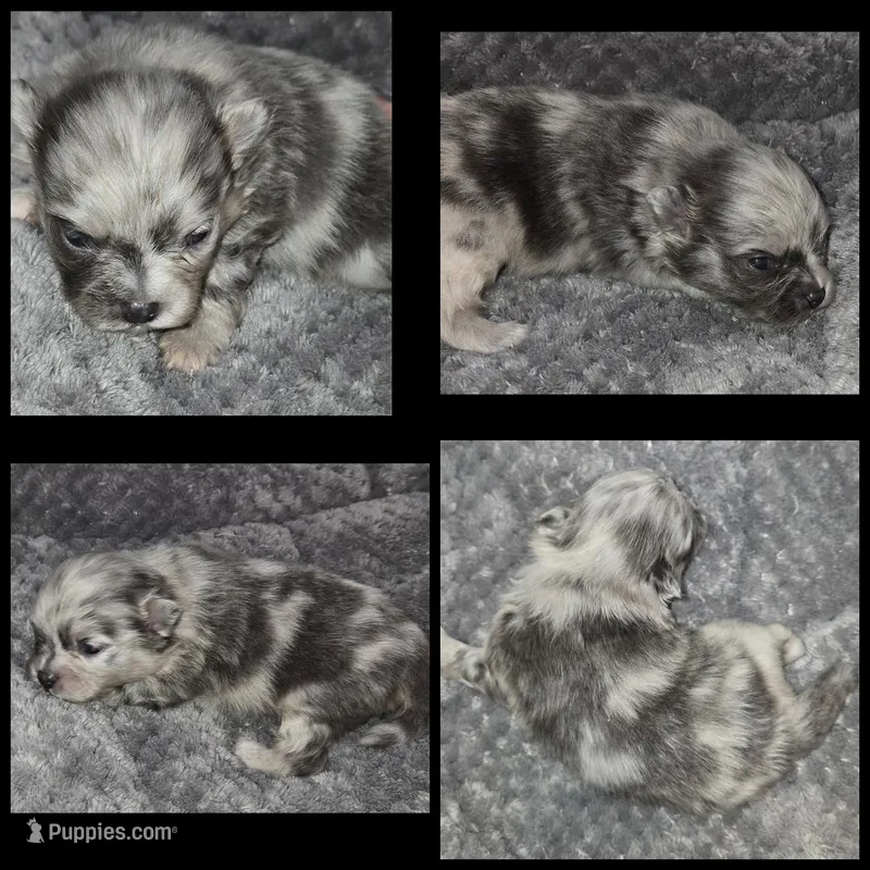 AKC BLUE MERLE 