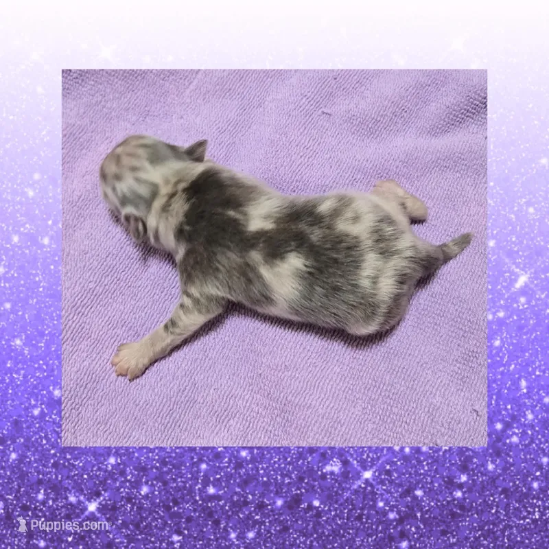 AKC BLUE MERLE , a male Pomeranian for sale in Kingman, AZ – Photo 1 of 1