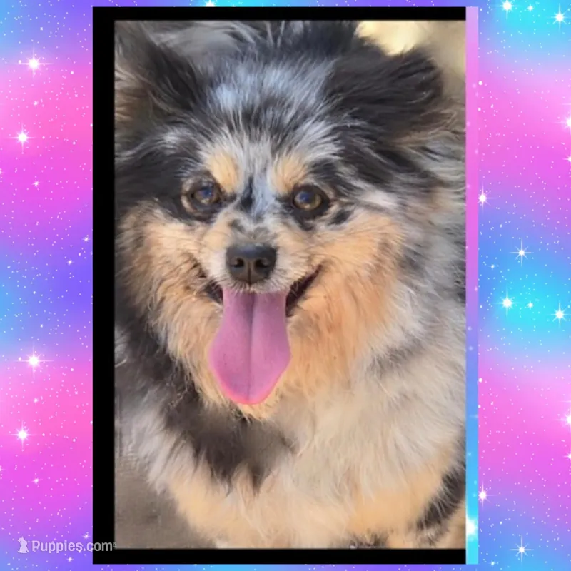Merle and Tan Zanny – Pomeranian puppy for sale in Kingman, AZ