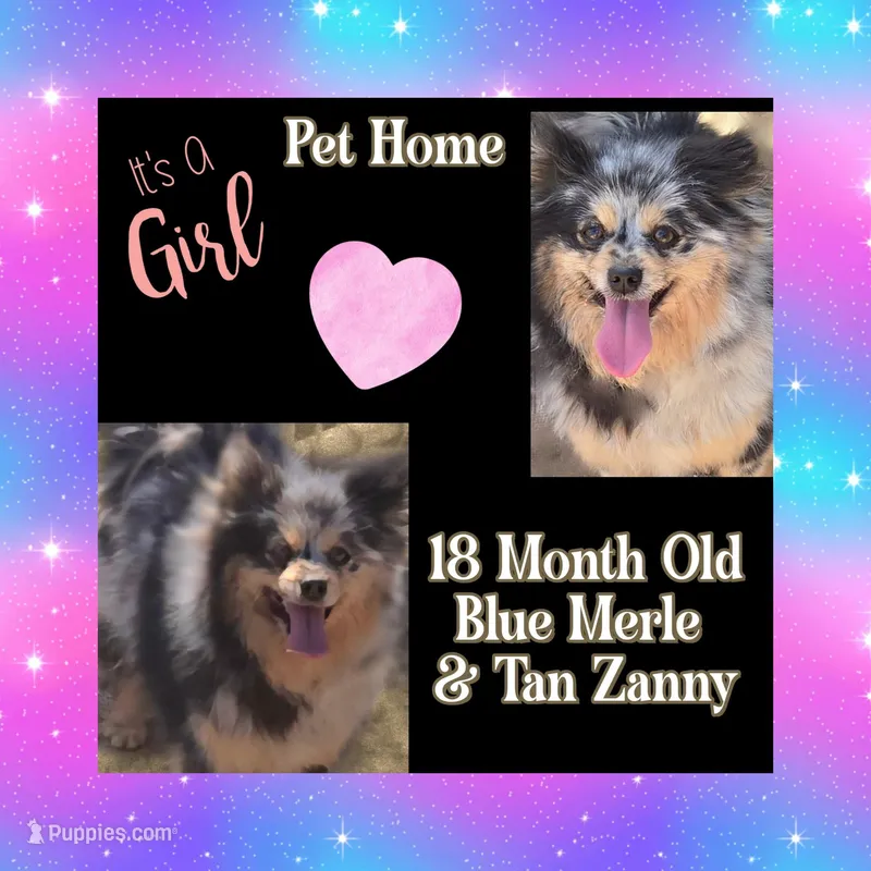 Merle and Tan Zanny, a female Pomeranian for sale in Kingman, AZ – Photo 1 of 1