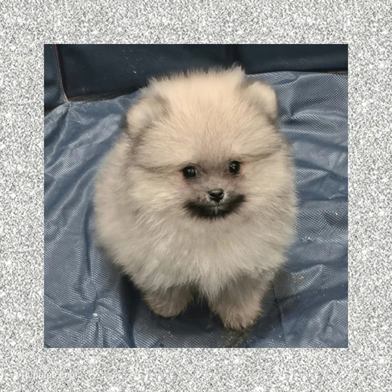 AKC JR GIZMO – Pomeranian puppy for sale in Kingman, AZ
