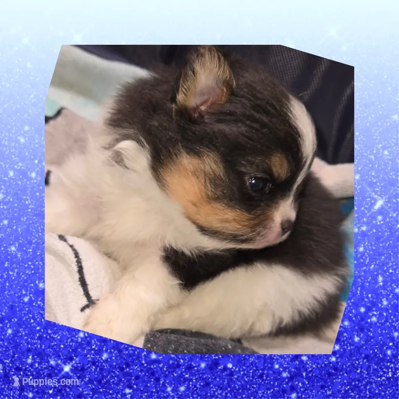 AKC TRI – Pomeranian puppy for sale in Kingman, AZ
