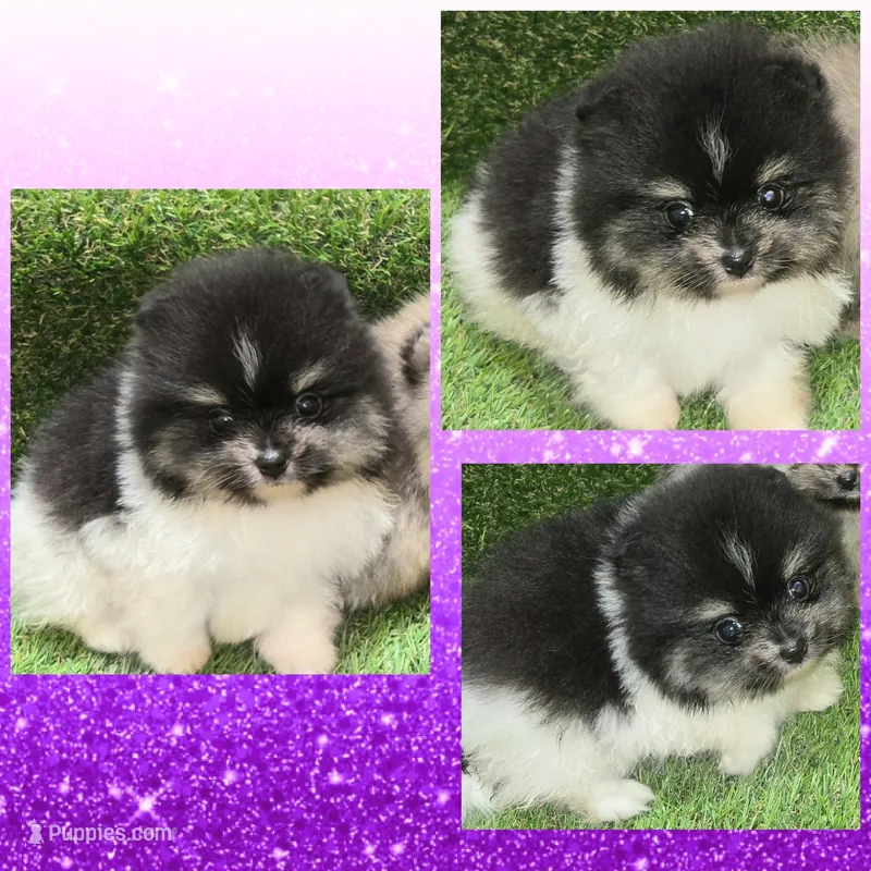AKC TRIBECCA – Pomeranian puppy for sale in Kingman, AZ
