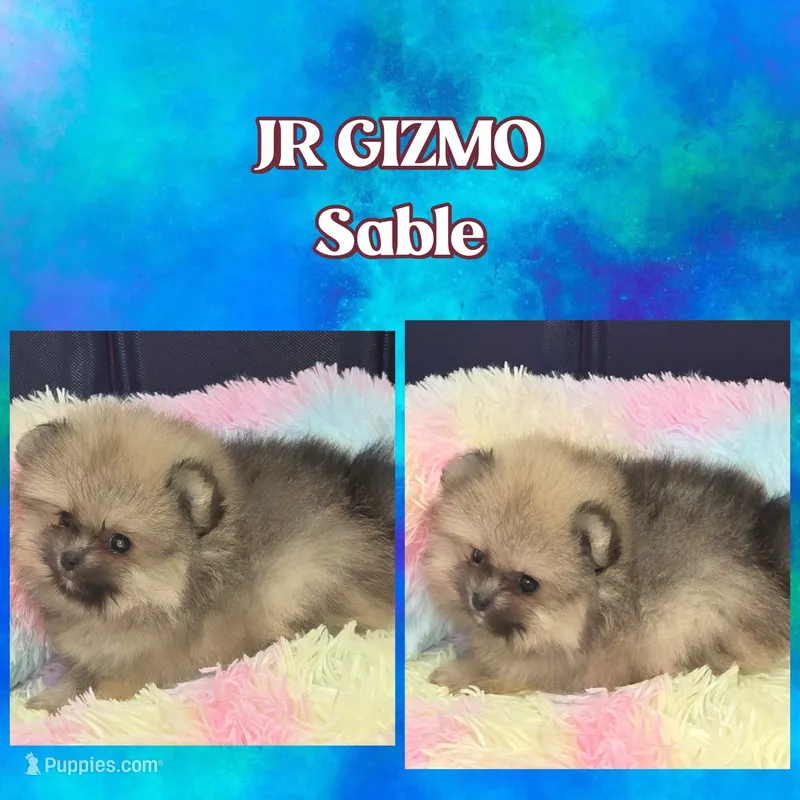 AKC JR GIZMO – Pomeranian puppy for sale in Kingman, AZ