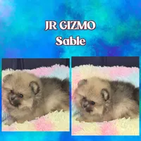 AKC JR GIZMO, a male Pomeranian for sale in Kingman, AZ – 1 of 4