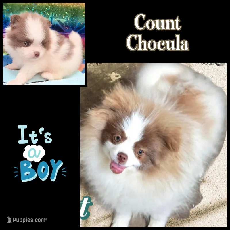 AKC COUNT CHOCULA  – Pomeranian puppy for sale in Kingman, AZ