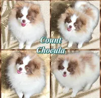 AKC COUNT CHOCULA , a male Pomeranian for sale in Kingman, AZ – Photo 2 of 2