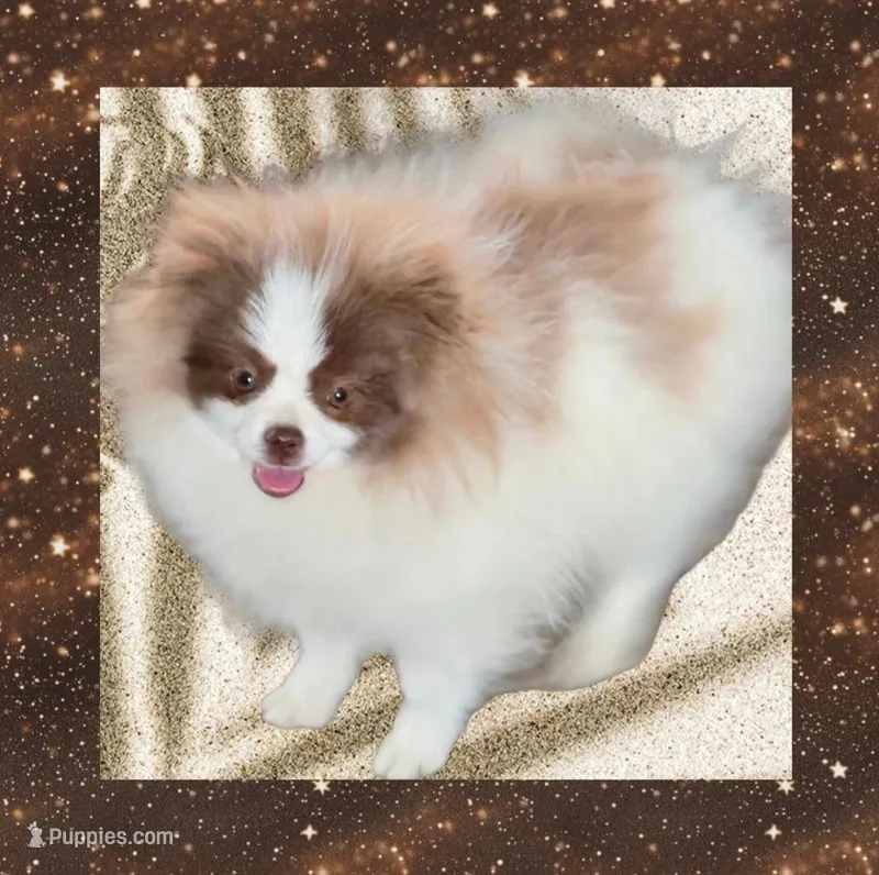 AKC COUNT CHOCULA  – Pomeranian puppy for sale in Kingman, AZ