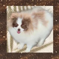 AKC COUNT CHOCULA , a male Pomeranian for sale in Kingman, AZ – Photo 1 of 2