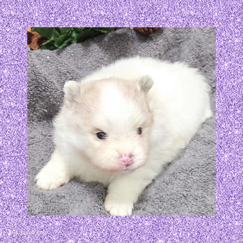 AKC MERLE PARTI  – Pomeranian puppy for sale in Kingman, AZ