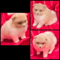 AKC HURLEY BEAVER PARTI , a male Pomeranian for sale in Kingman, AZ – 3 of 5