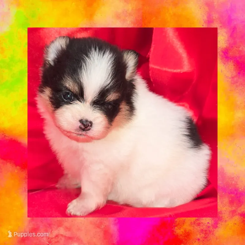 AKC TRI PARTI  – Pomeranian puppy for sale in Kingman, AZ