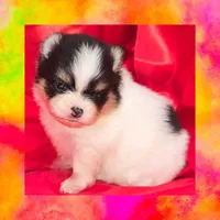 AKC TRIBECCA PARTI , a female Pomeranian for sale in Kingman, AZ – 4 of 5