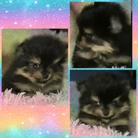 AKC ITSY BITSY, a female Pomeranian for sale in Kingman, AZ – 2 of 3