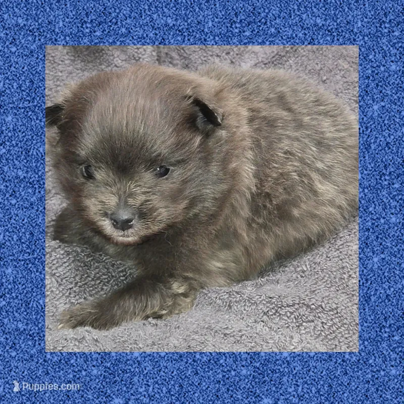AKC BLUE – Pomeranian puppy for sale in Kingman, AZ