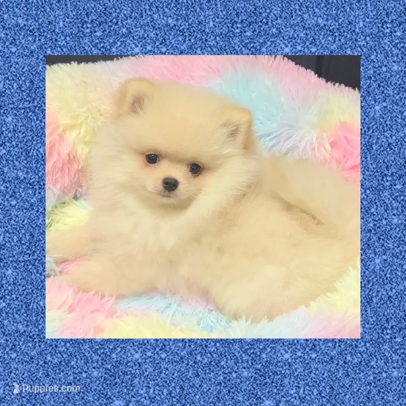 AKC CREME BRULEE – Pomeranian puppy for sale in Kingman, AZ
