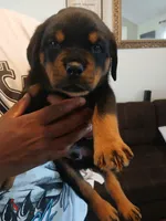 Rottweiler , a male Rottweiler for sale in Montgomery, AL – 4 of 5