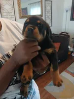 Rottweiler , a male Rottweiler for sale in Montgomery, AL – 3 of 5