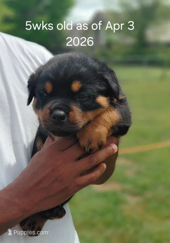 Rottweiler  – Rottweiler puppy for sale in Montgomery, AL