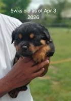 Rottweiler , a male Rottweiler for sale in Montgomery, AL – 1 of 5
