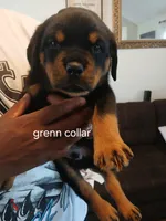 Rottweiler , a male Rottweiler for sale in Montgomery, AL – 2 of 5