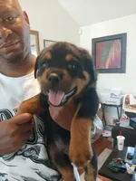 Rottweiler , a male Rottweiler for sale in Montgomery, AL – 5 of 5