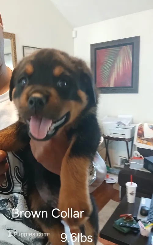 Rottie 2 – Rottweiler puppy for sale in Montgomery, AL
