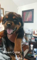 Rottie 2, a female Rottweiler for sale in Montgomery, AL – 1 of 1