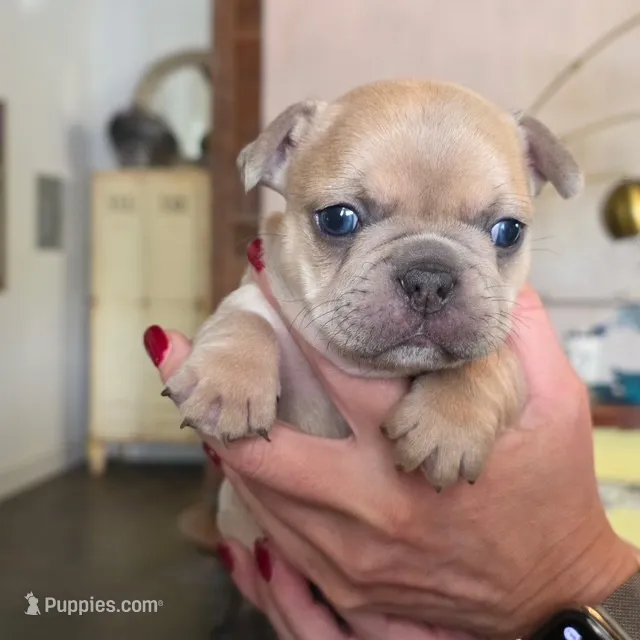 French Bulldog – French Bulldog puppy for sale in Giddings, TX