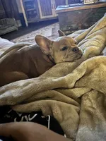 Male French Bulldog, a male French Bulldog for sale in Giddings, TX – 2 of 3