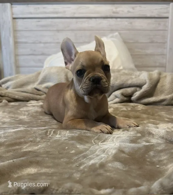 French Bulldog – French Bulldog puppy for sale in Giddings, TX