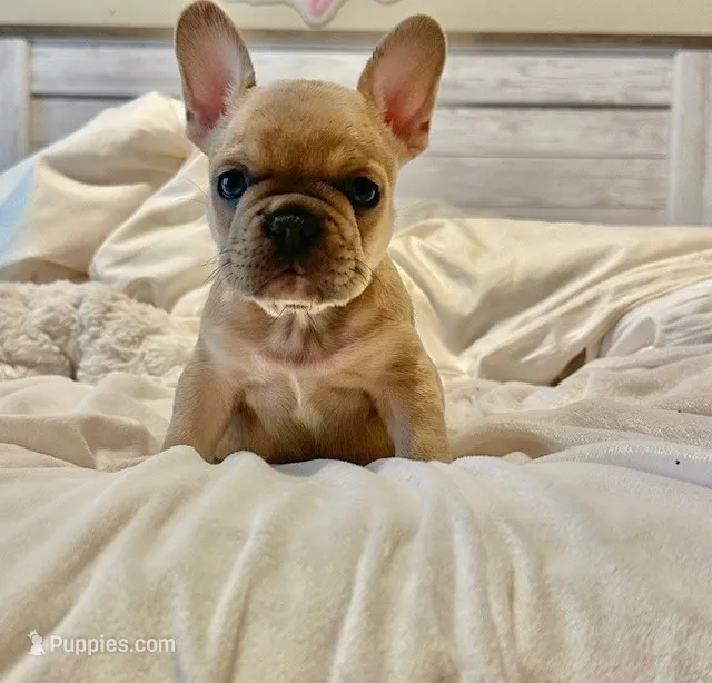French Bulldog – French Bulldog puppy for sale in Giddings, TX