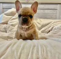 French Bulldog, a male French Bulldog for sale in Giddings, TX – 1 of 1