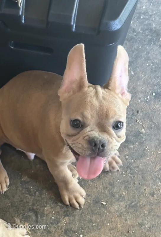 French Bulldog – French Bulldog puppy for sale in Giddings, TX